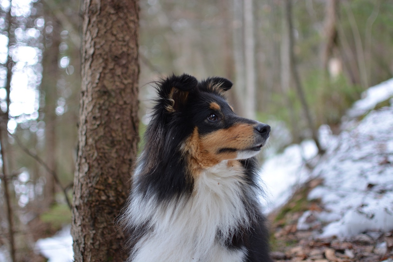 Understanding the Unique Traits of the Icelandic Sheepdog